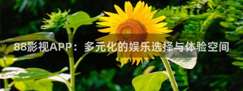 红桃影视网